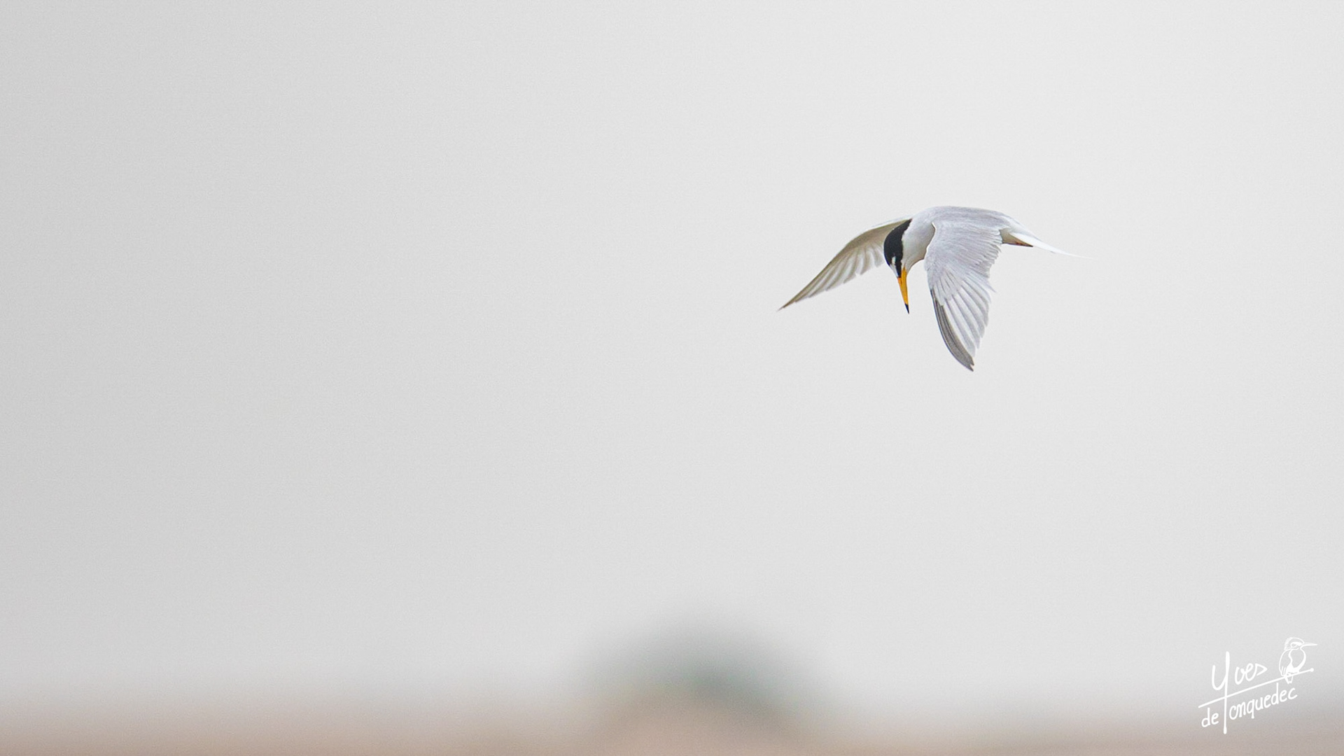 La révérence de la Sterne naine