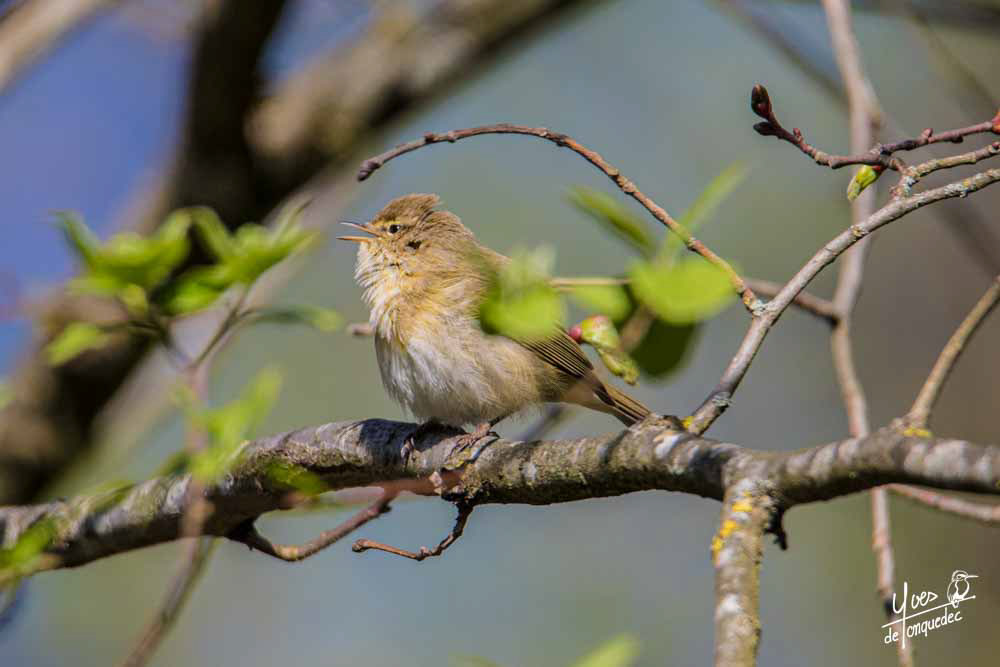 La trille du Pouillot véloce