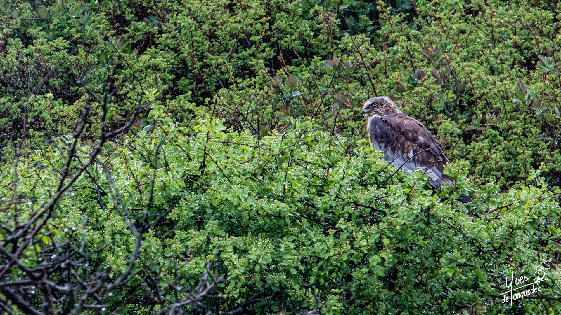 Le Busard des roseaux atttend l'éclaircie