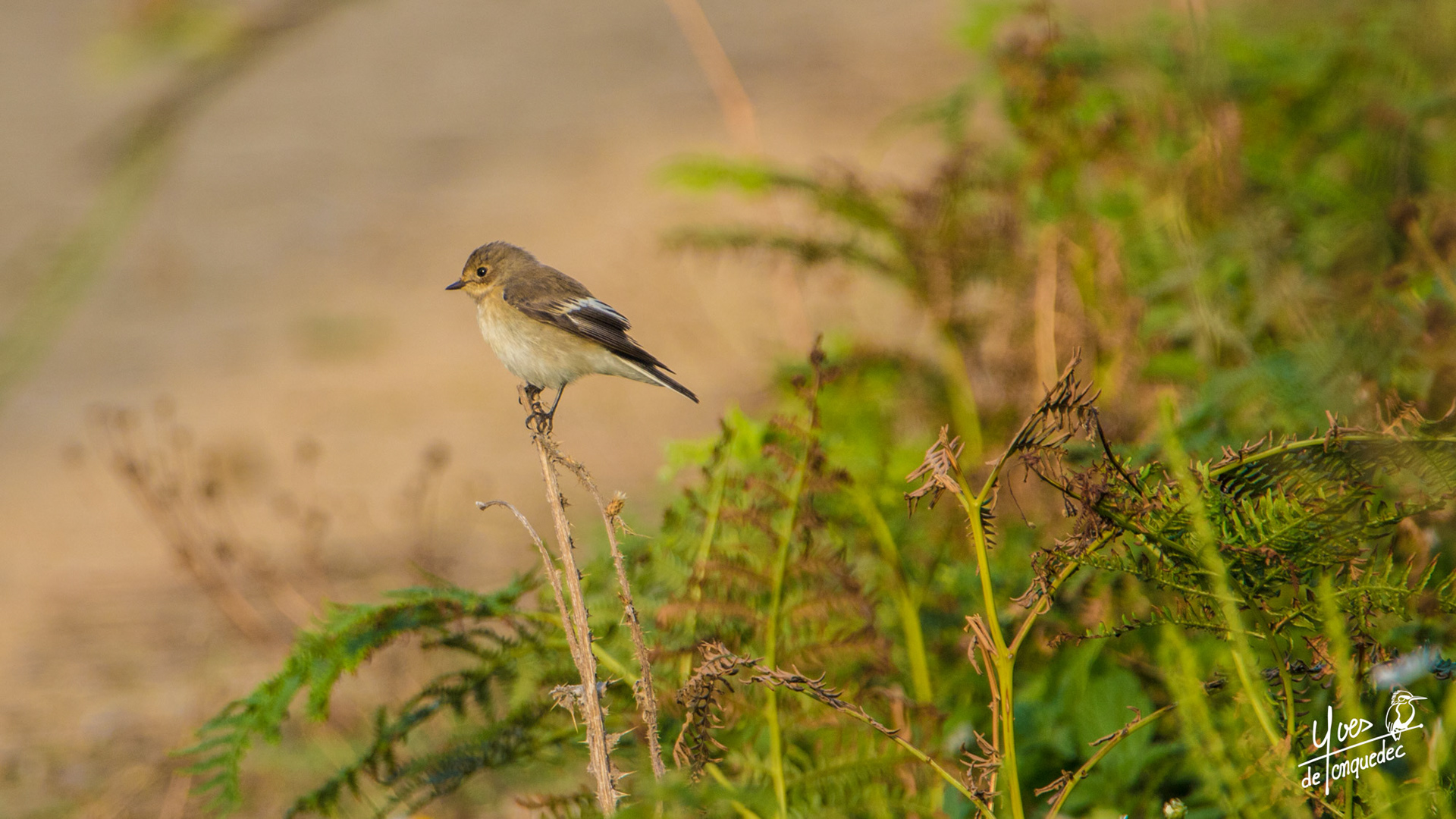 Poste de chasse du Gobemouche noir