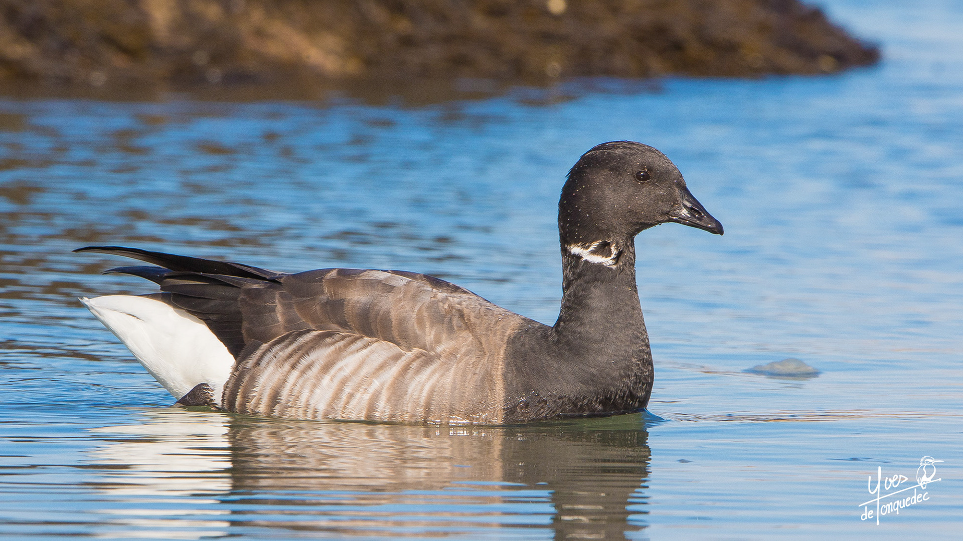 La Bernache cravant nageant tranquillement