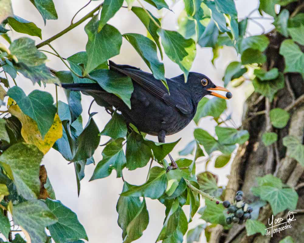 Les précieuses baies du lierre pour le Merle noir en hiver