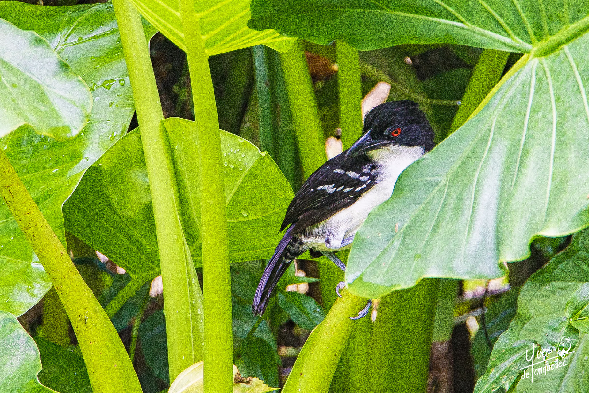 l'oeil rouge du Grand Batara en balade à Puerto Viejo au Costa Rica 