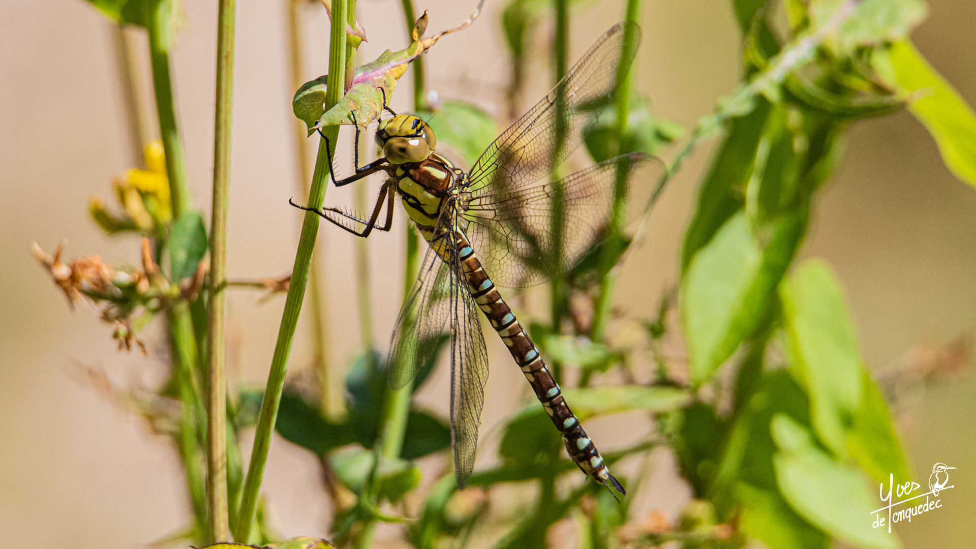 Aeschne bleue suspendue, au soleil.