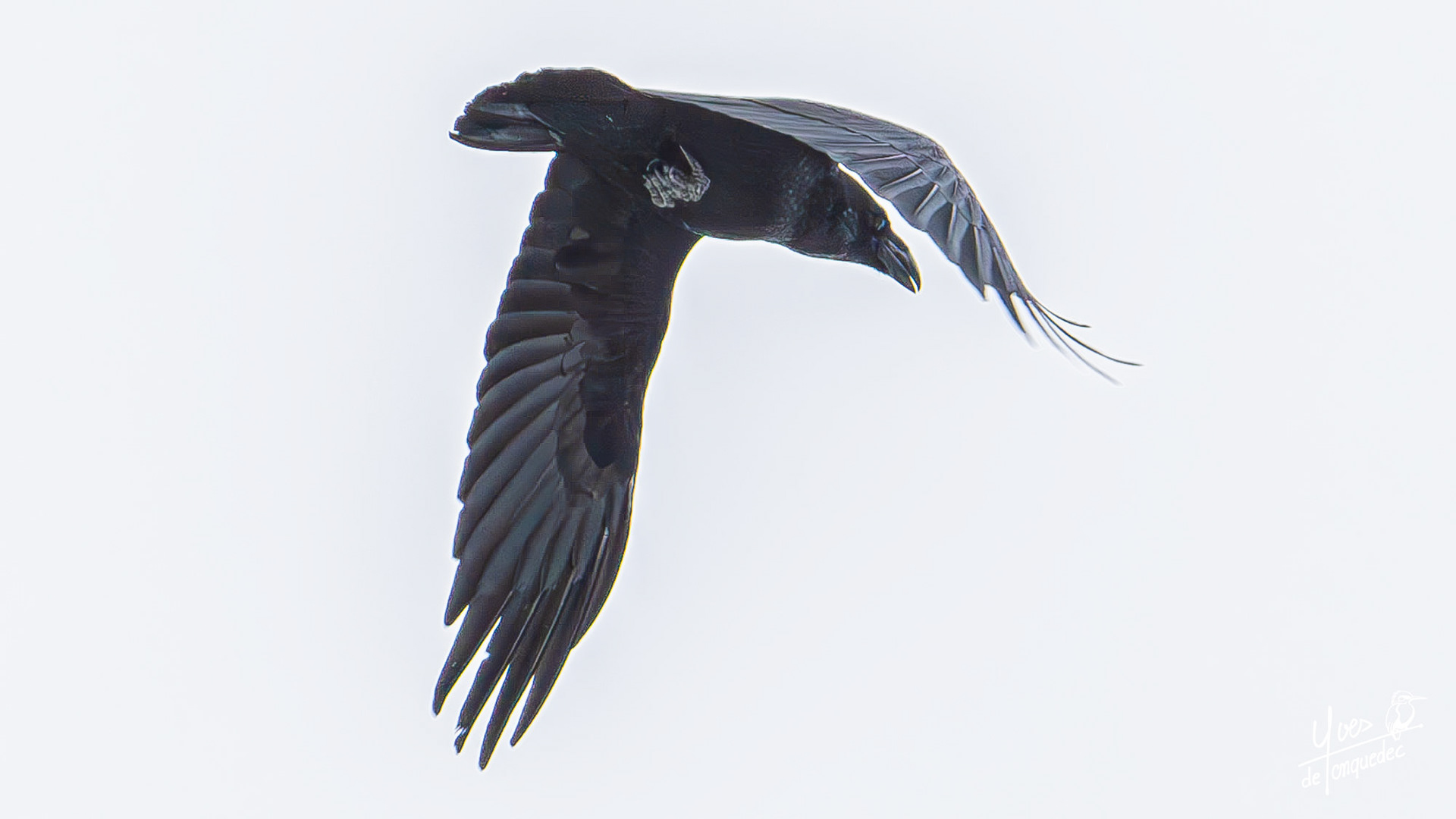 L'envol du Grand Corbeau