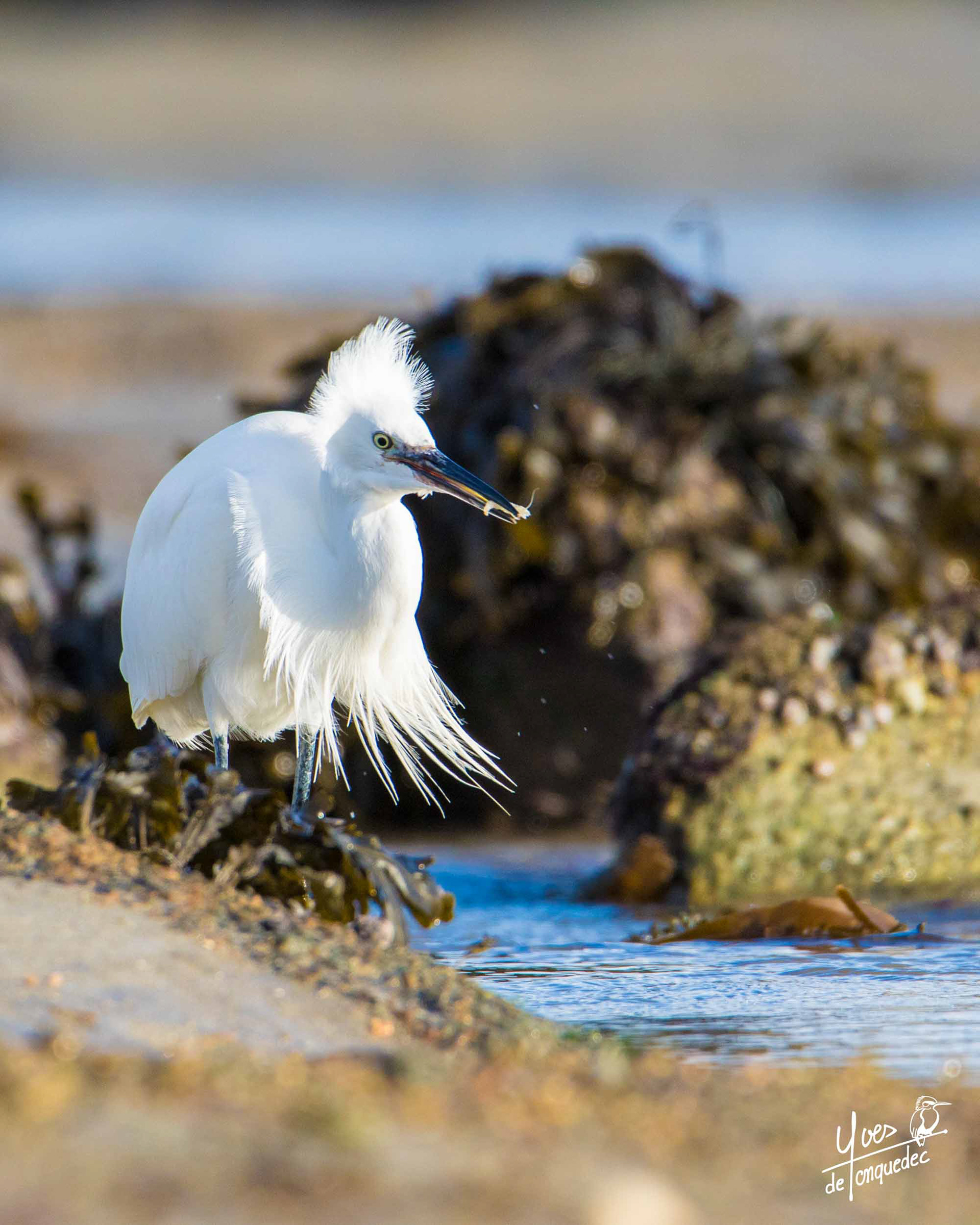 L'Aigrette garzette qui pêche la Crevette dans la Baie Sainte Anne de Trégastel
