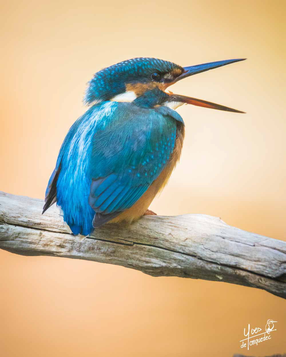 Martin-pêcheur a quelque chose à nous dire pour la protection de la biodiversité ! - le 24 août 2021 - Ti ar diredig Refuge LPO Trégastel