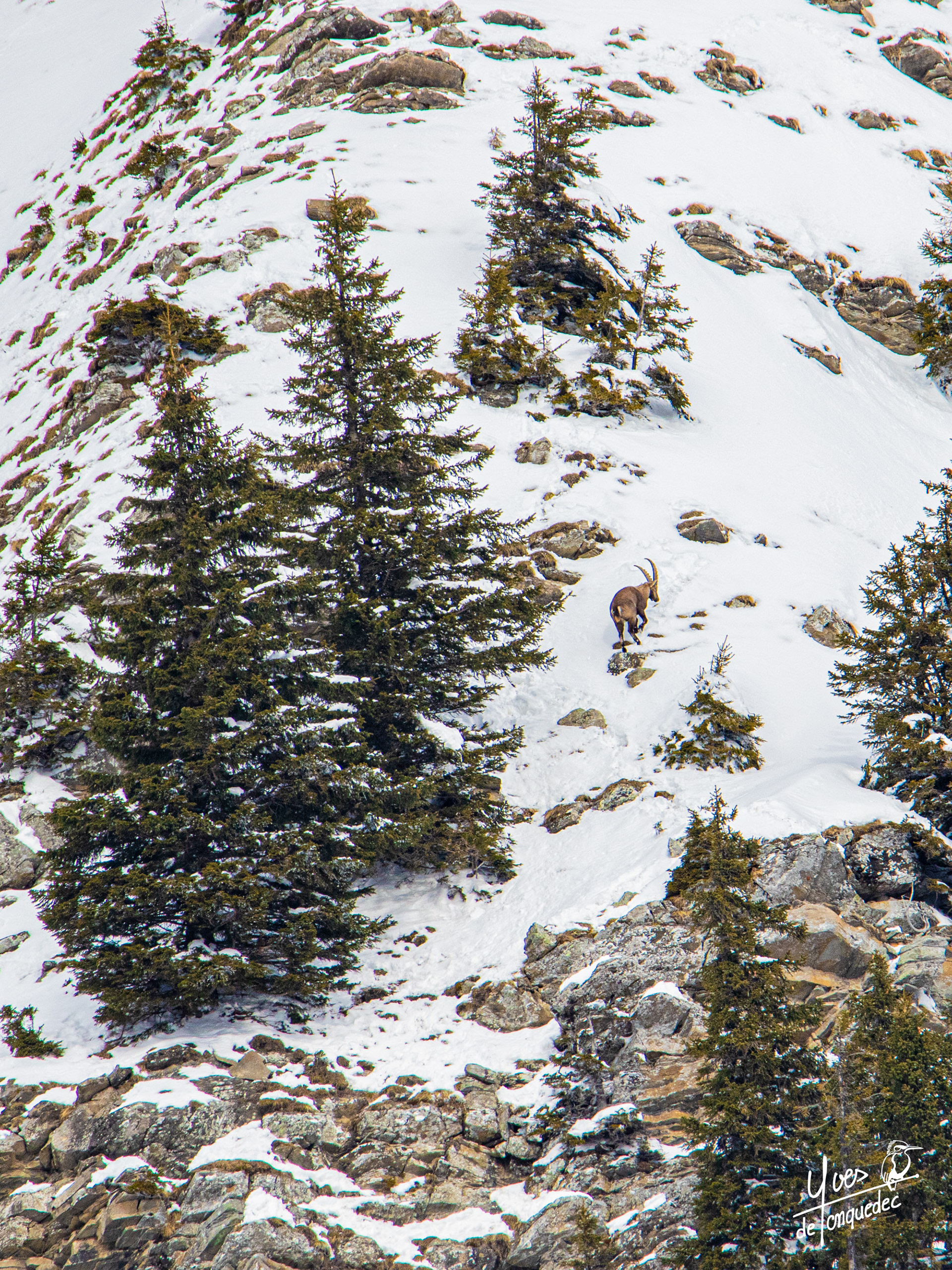 Rochers et Bouquetin des Alpes