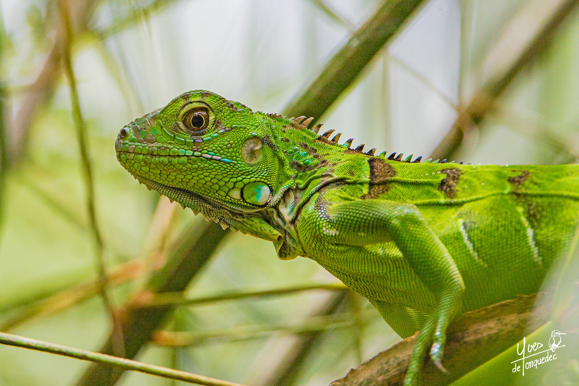 Lézard sur fond vert
