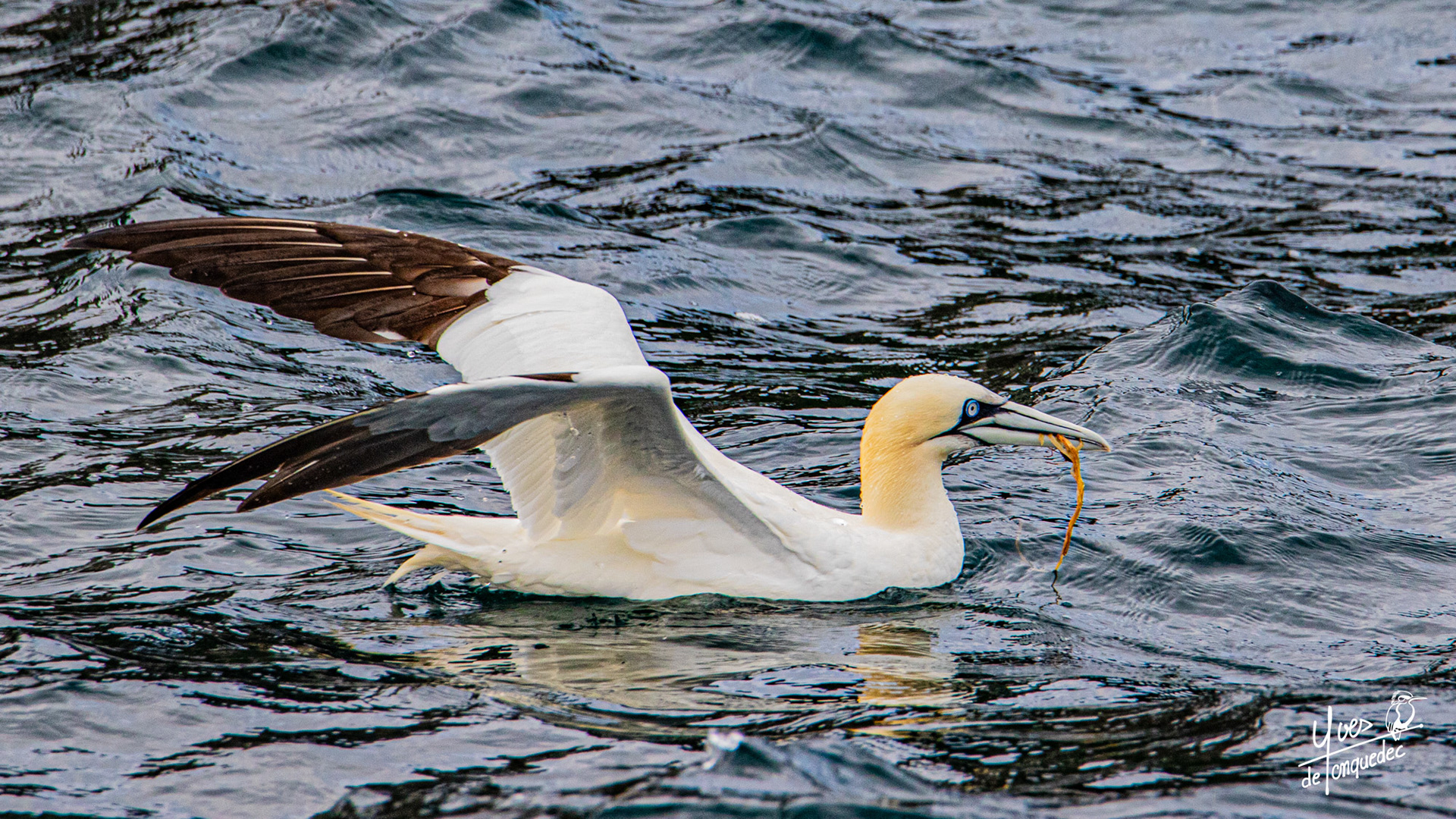 Une première algue pour le Fou de Bassan