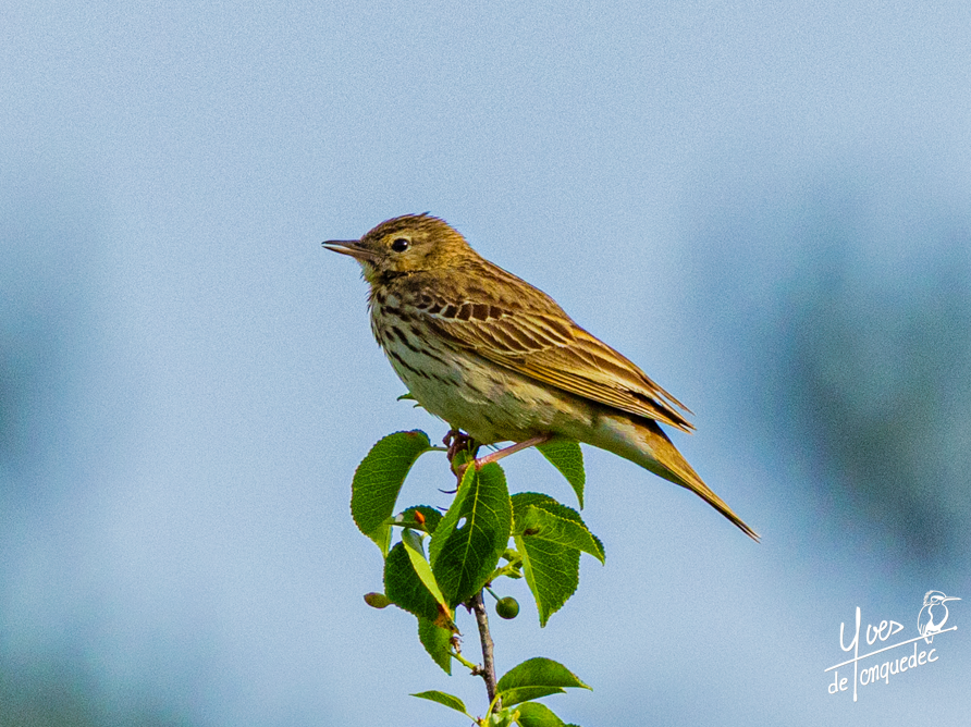 Le Pipit des arbres fait une pause ...