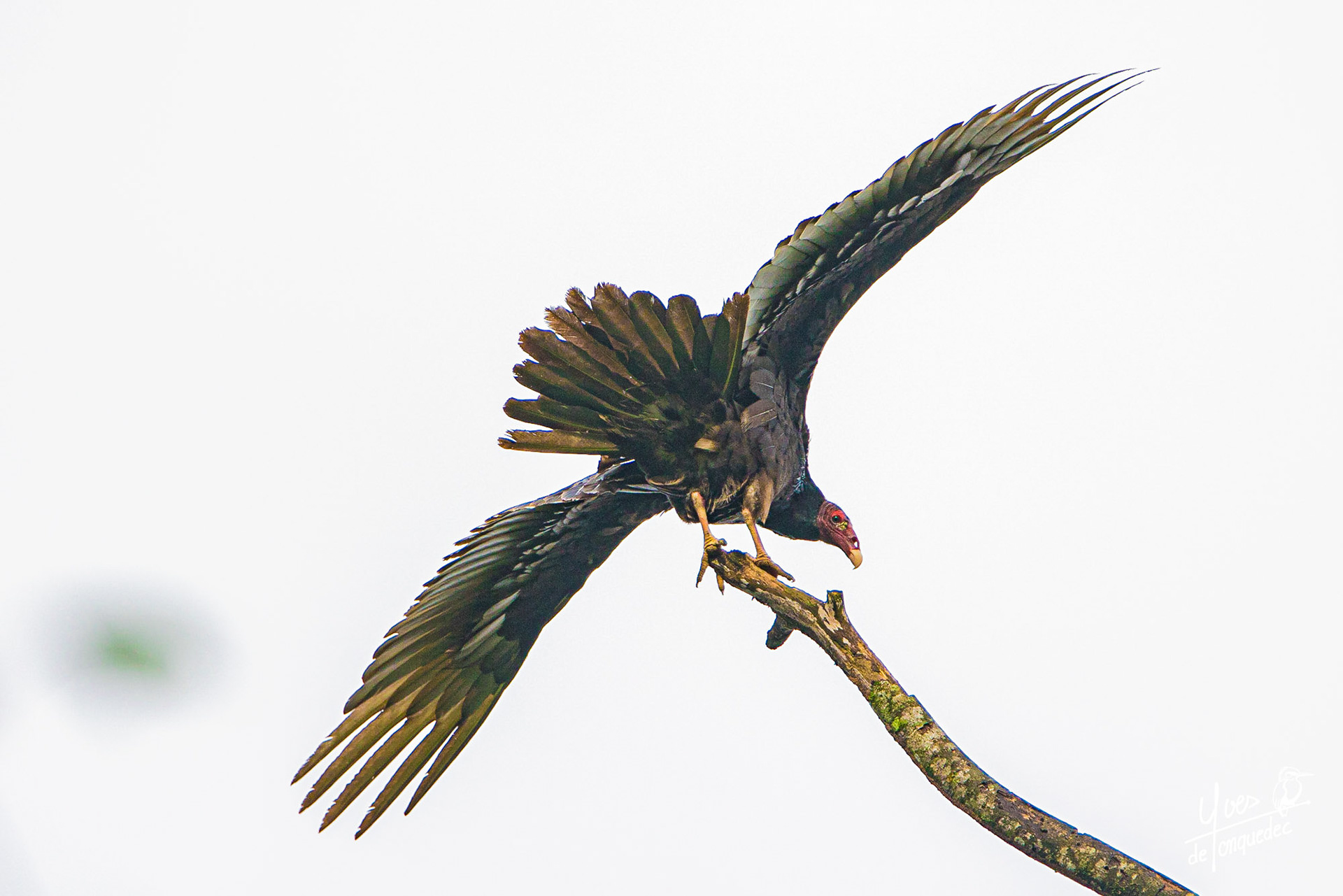 L'Urubu à tête rouge en équilibre...