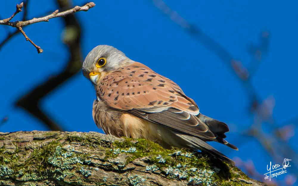 Coup d'oeil du Faucon crecerelle