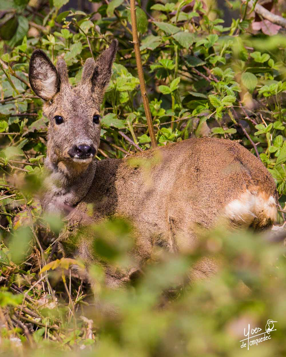 Le Brocard en velours - Parc de Marly le Roi 
