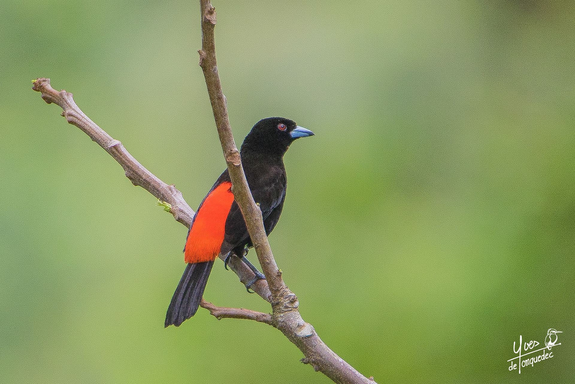 Tangara à croupion rouge sur fond vert - Costa Rica