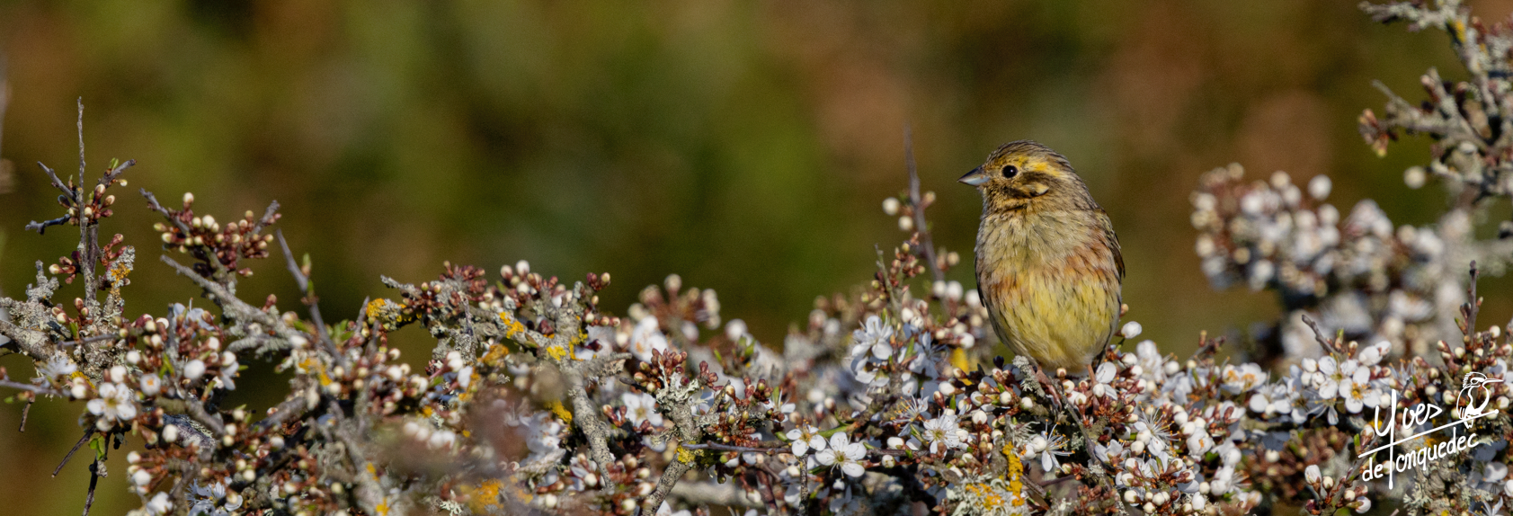 Madame Bruant zizi sur un prunelier