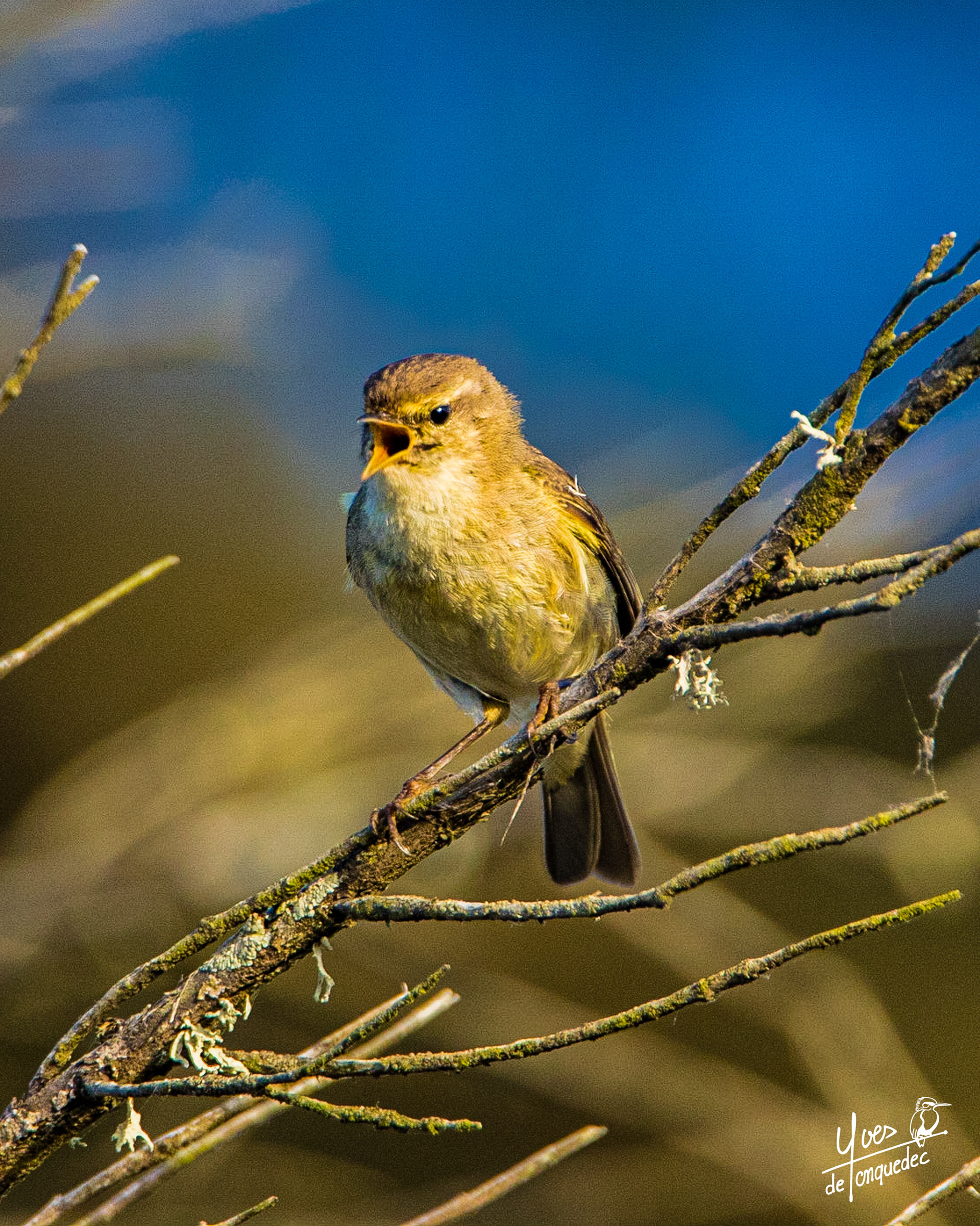 Le chant du Pouillot véloce - Poul Palud à Trégastel Côte d'Armor
