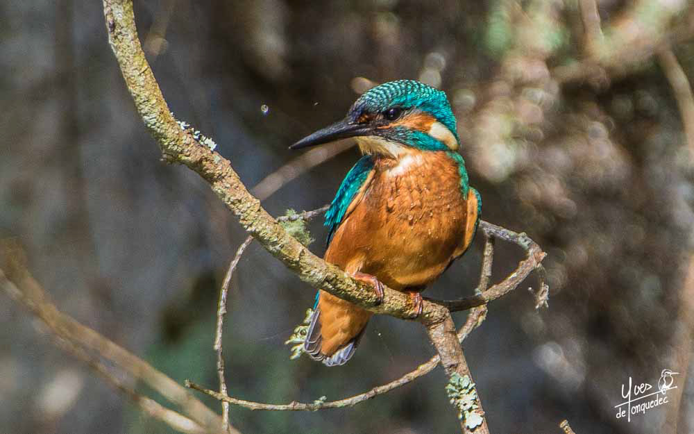 Martin-pêcheur d'Europe sortant du bain - le 25 août 2019 - Ti ar diredig Refuge LPO Trégastel