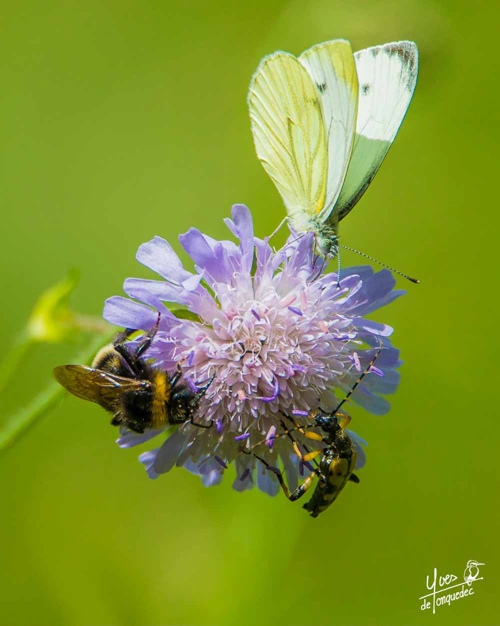Partage de la Knautie des champs