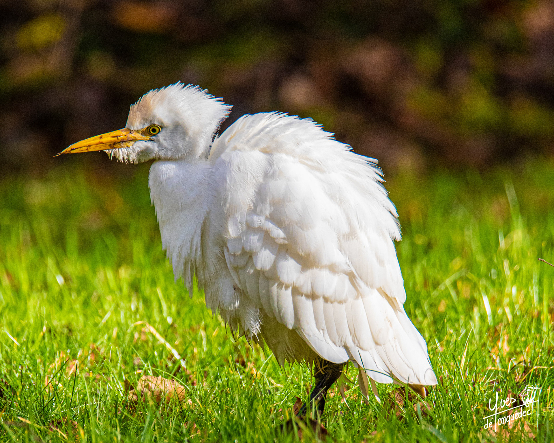 Un Héron garde-bœuf ébourifé