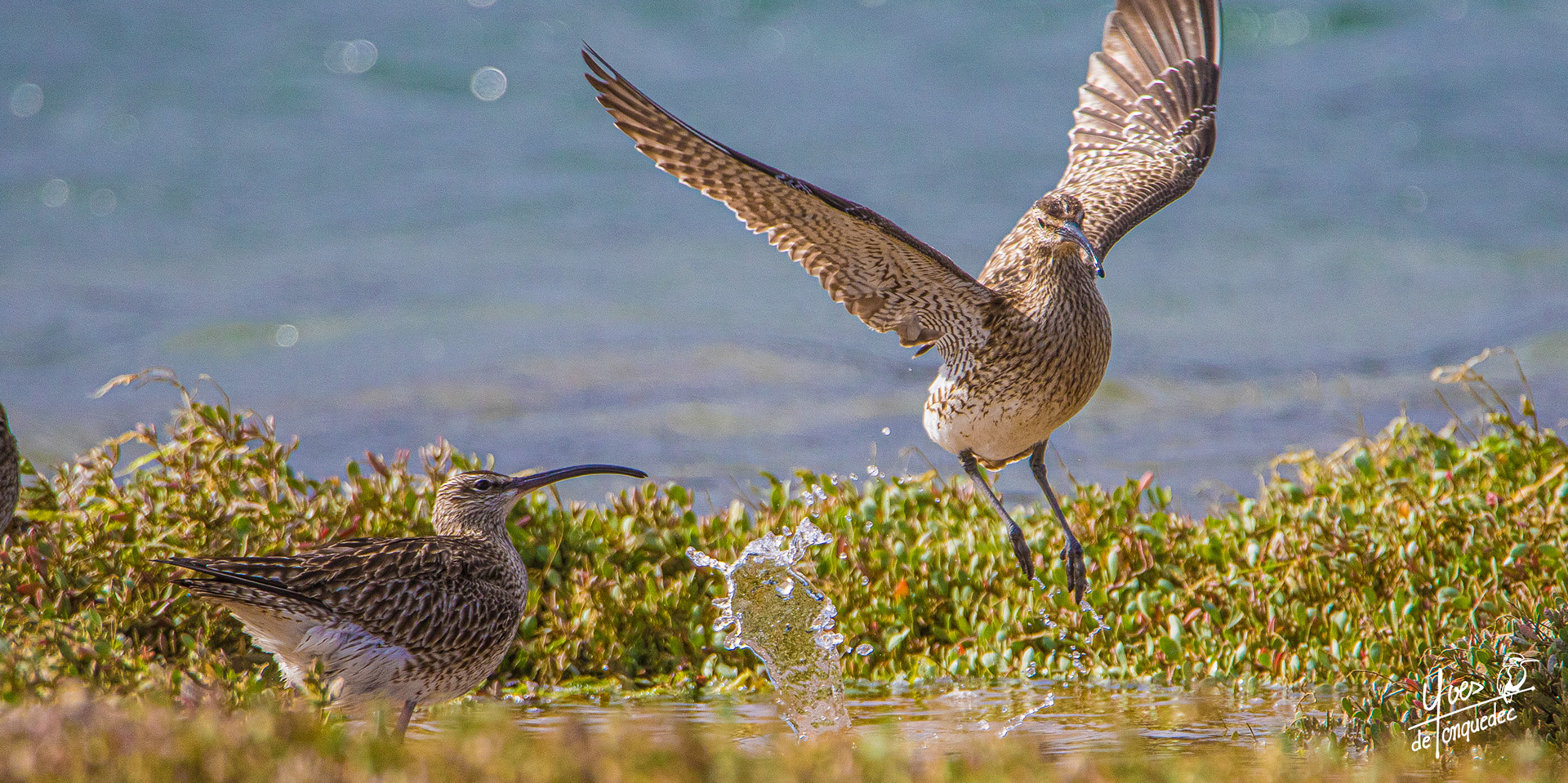 Rixe entre Courlis corlieux dans une tempête de lumière