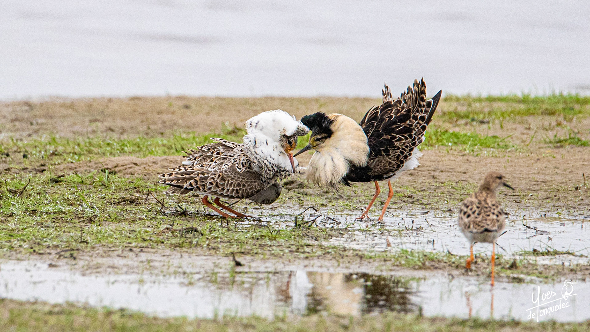 Confrontation de Chevaliers combattants au cœur du marais