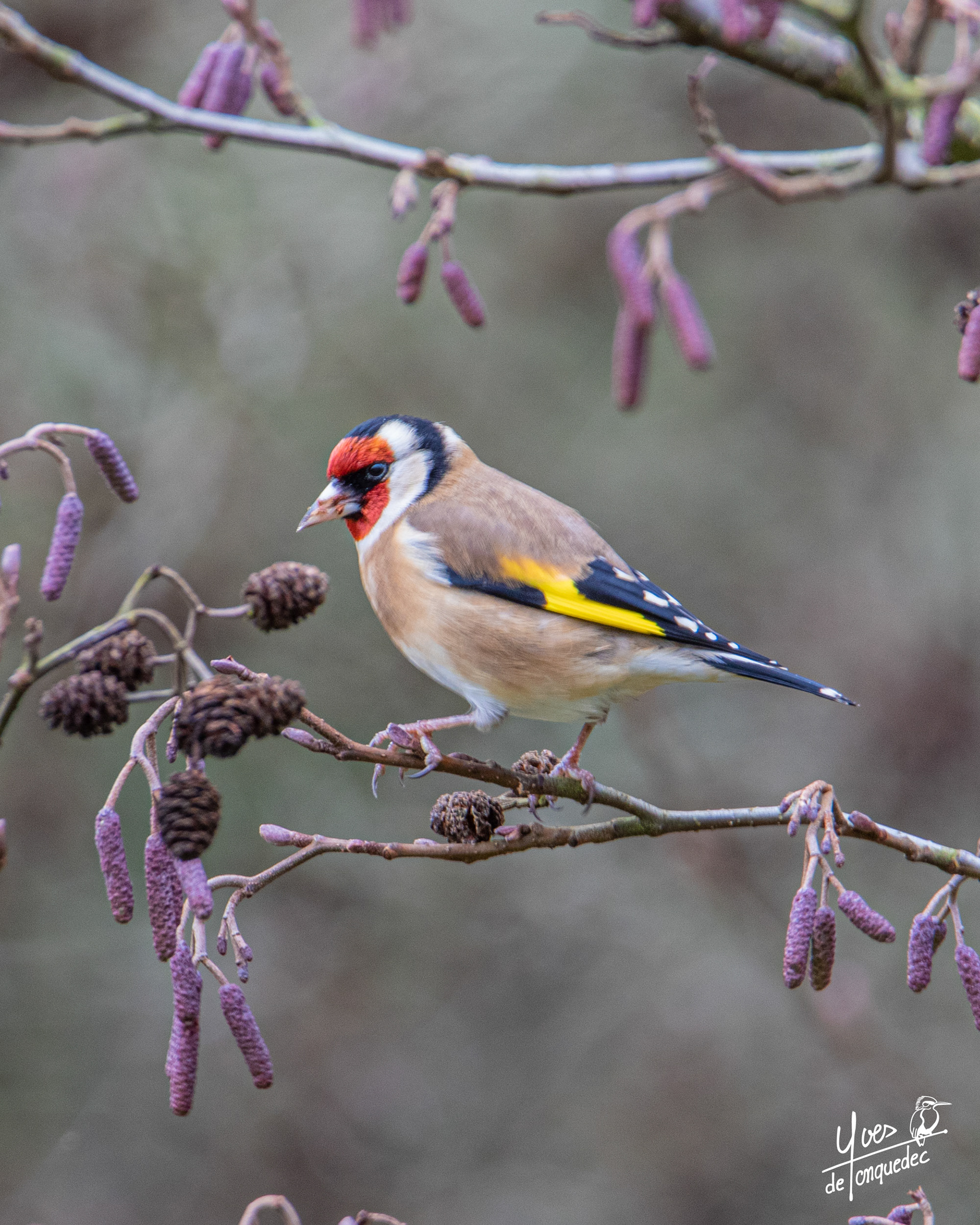Un Chardonneret élégant dans les Aulnes 