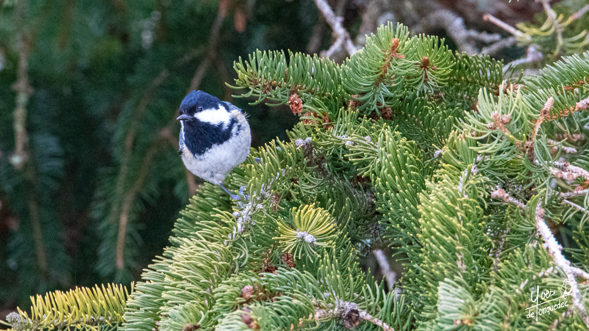 La Mesange noire se met au vert