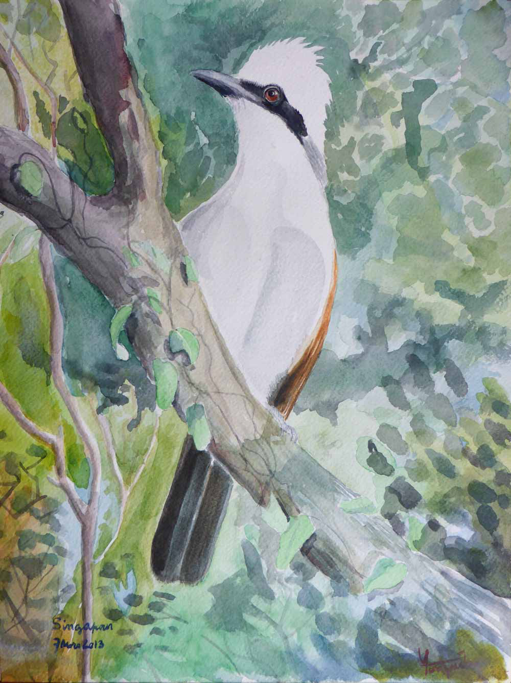 Le rire du Garrulaxe à huppe blanche - Aquarelle 2013