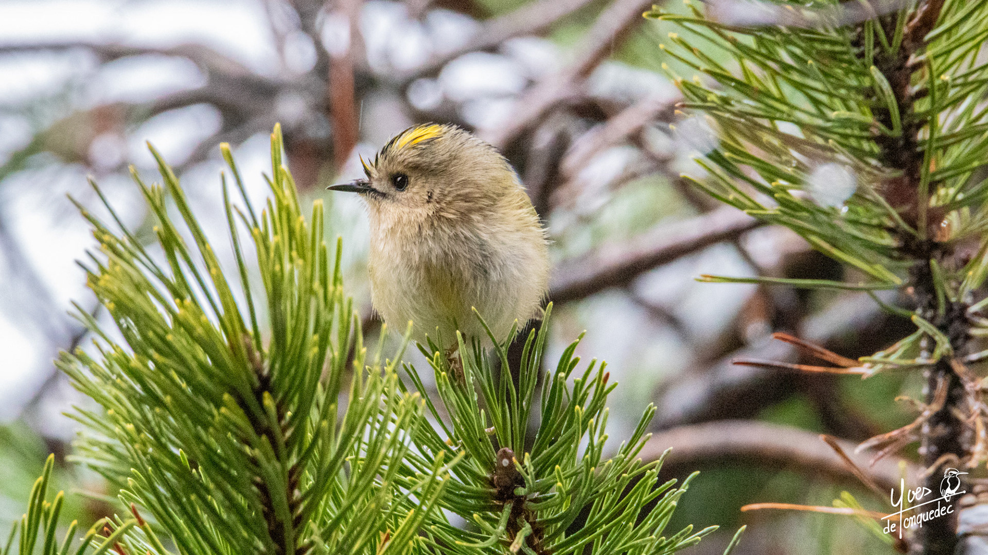 Un Roitelet huppé à la cime 