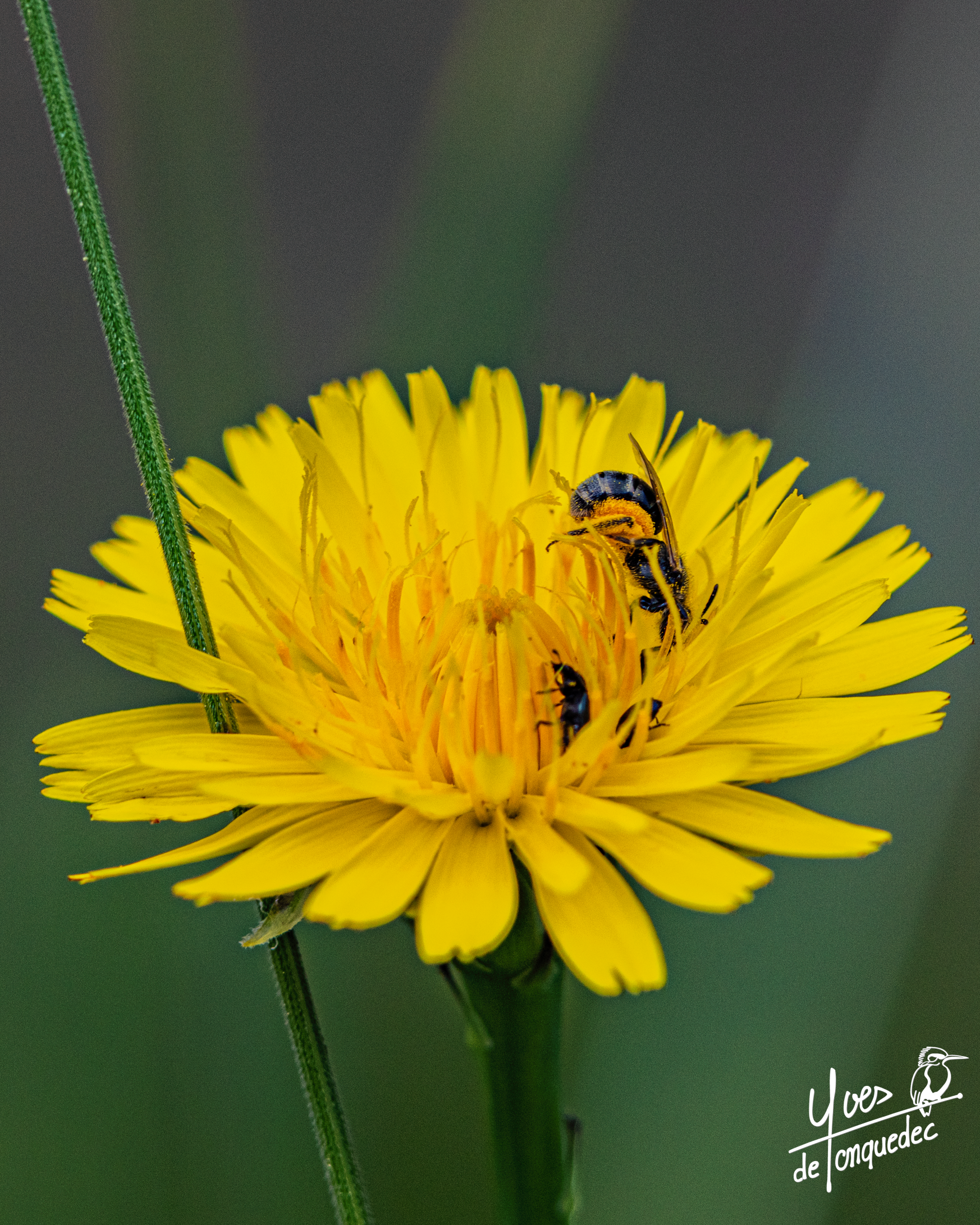 Partie de cache-cache d'Abeilles sauvages