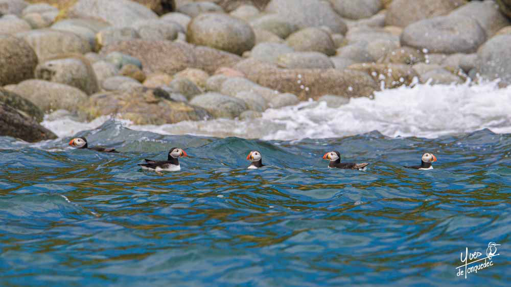 Ligne de Macareux moine - Réserve naturelle nationale des 7 îles le 30 avril 2022 