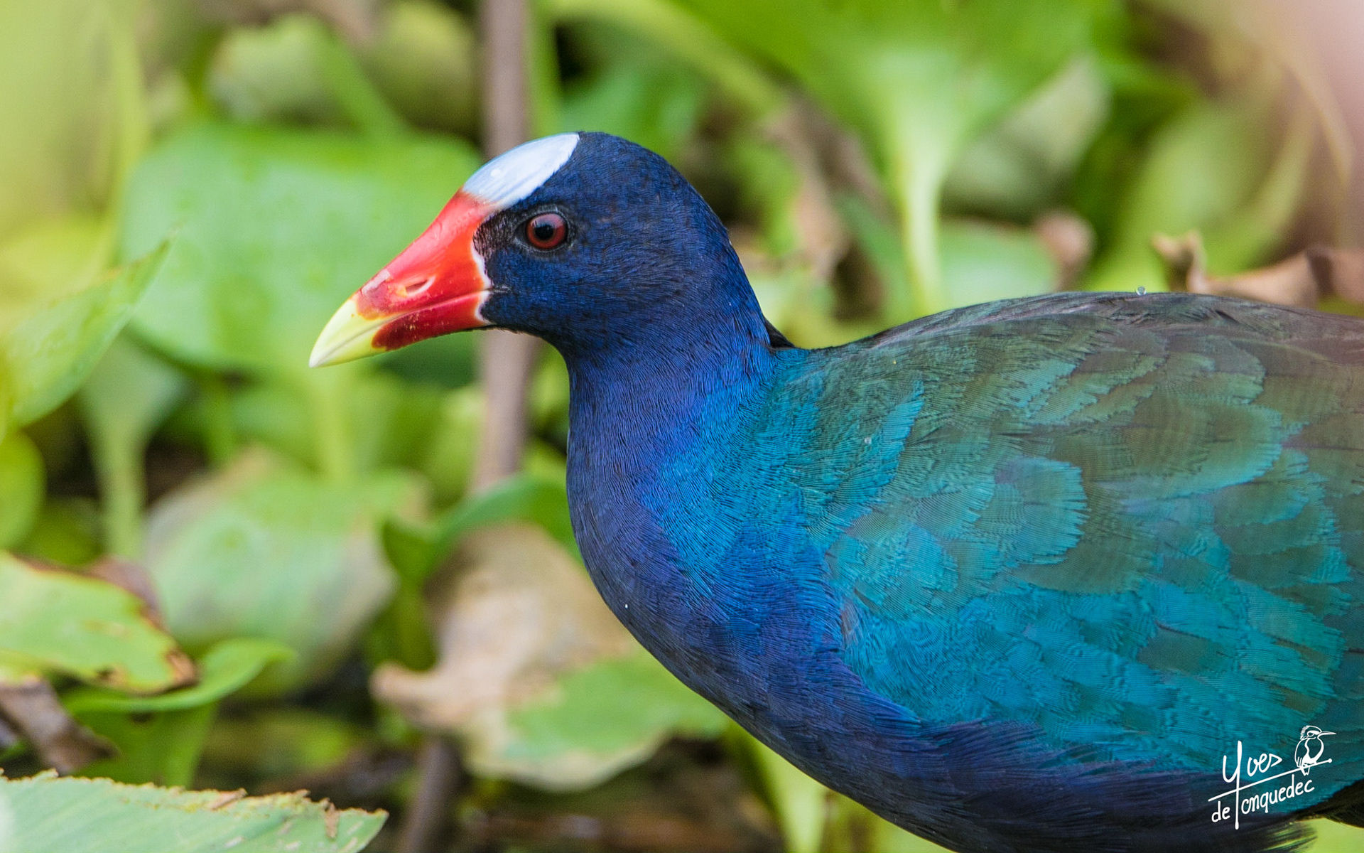 La beauté des couleurs de la Taléve sultane