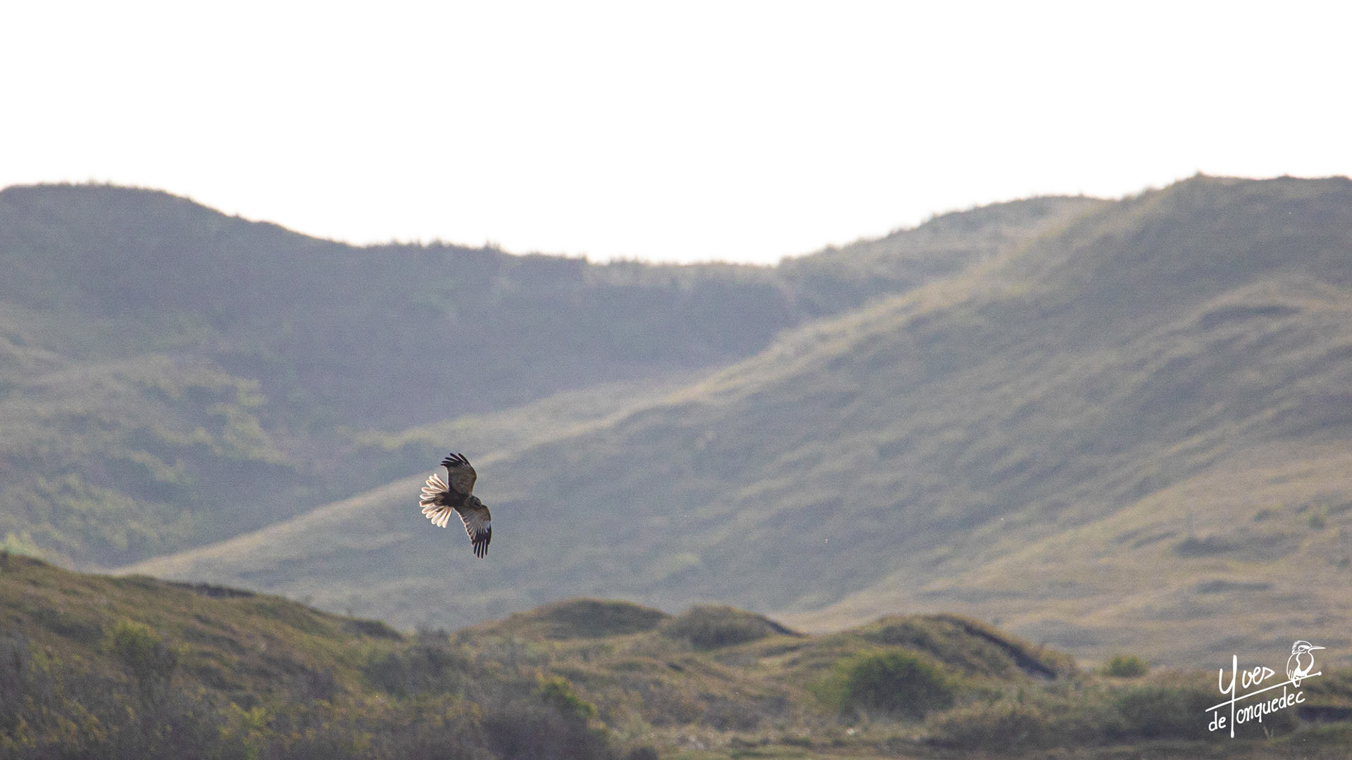 Virage du Busard des roseaux derrière la dune