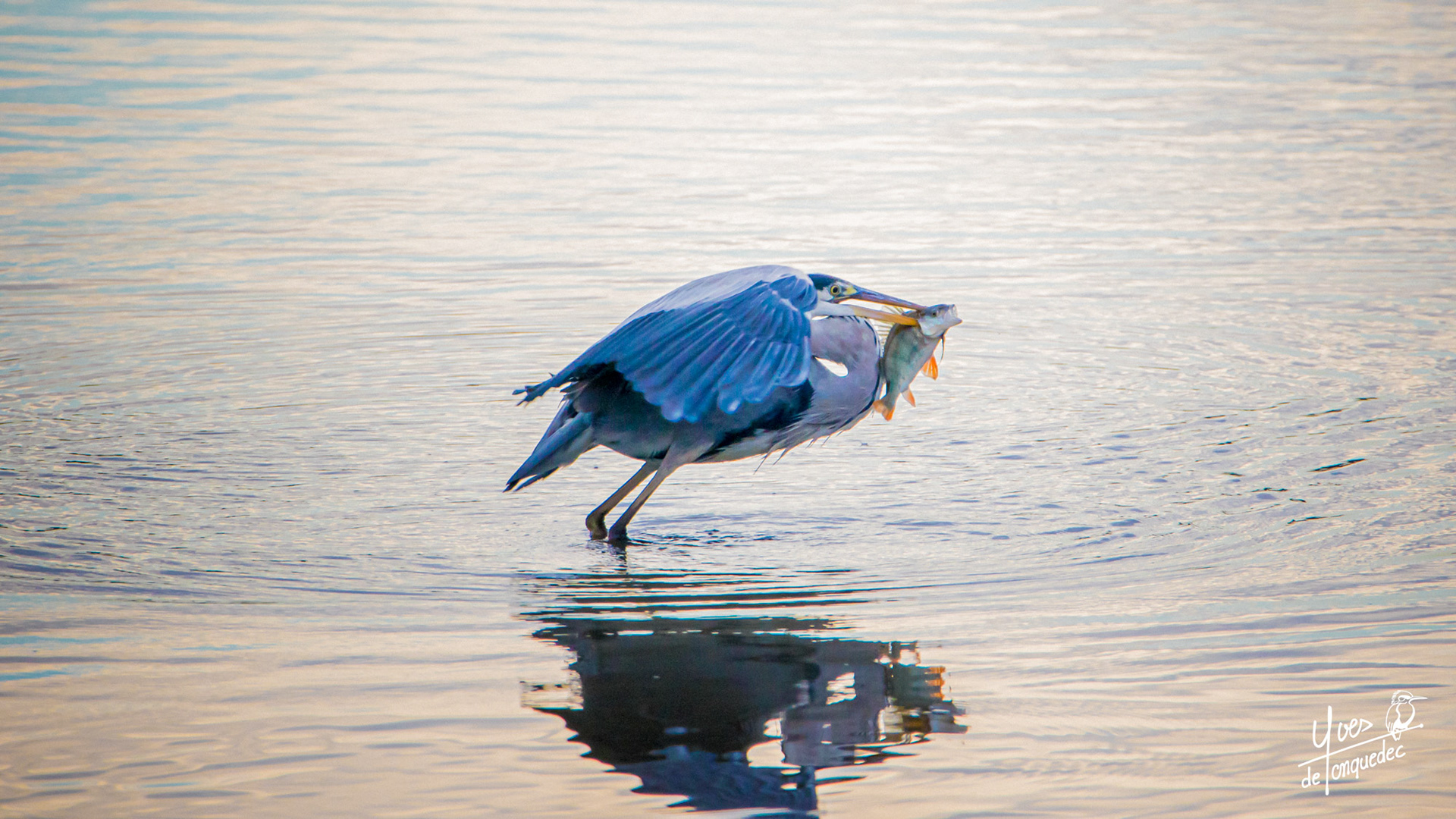 Décollage du Héron cendré avec sa pêche - Réserve naturelle nationale de Saint Quentin-en-Yvelines