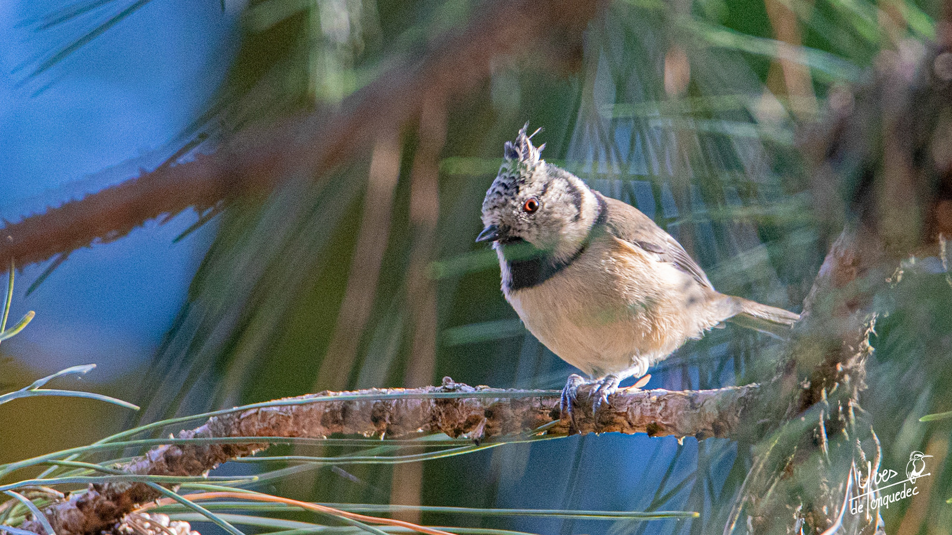 Clin d’œil de la Mésange hupée dans le pin noir d'Autriche du Clos Antoine Refuge LPO à Louveciennes