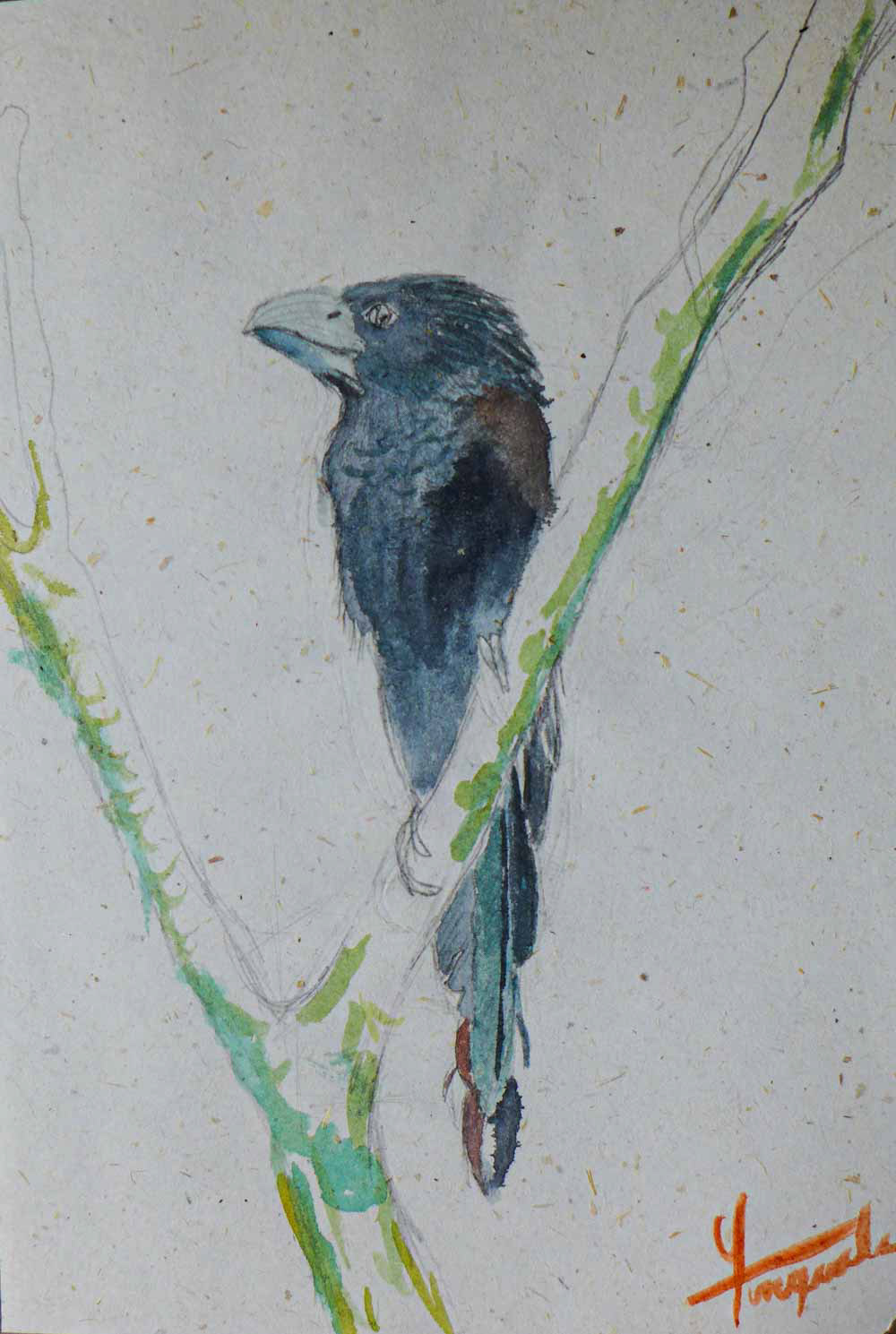 Ani à bec cannelé sous la pluie - Carnet de voyage - Aquarelle 2018