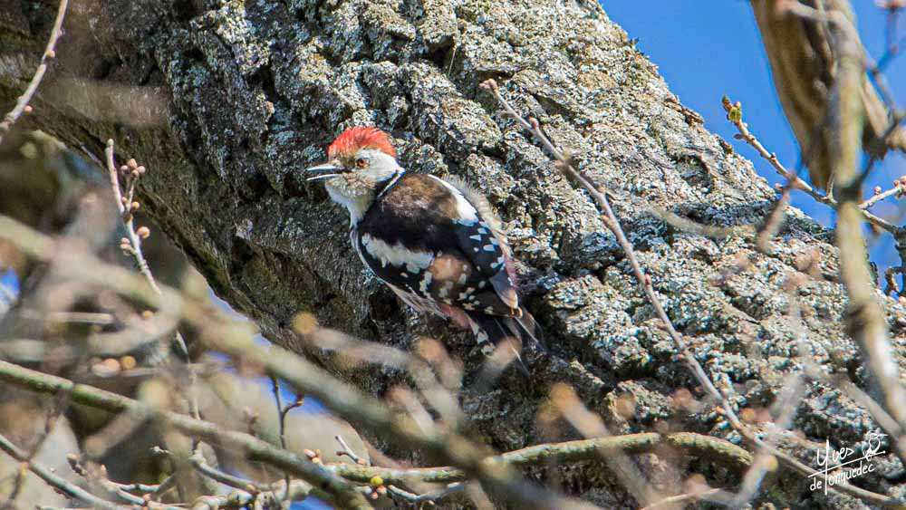 La créte du Pic mar sur un vieux chêne du parc de Marly-le-Roi