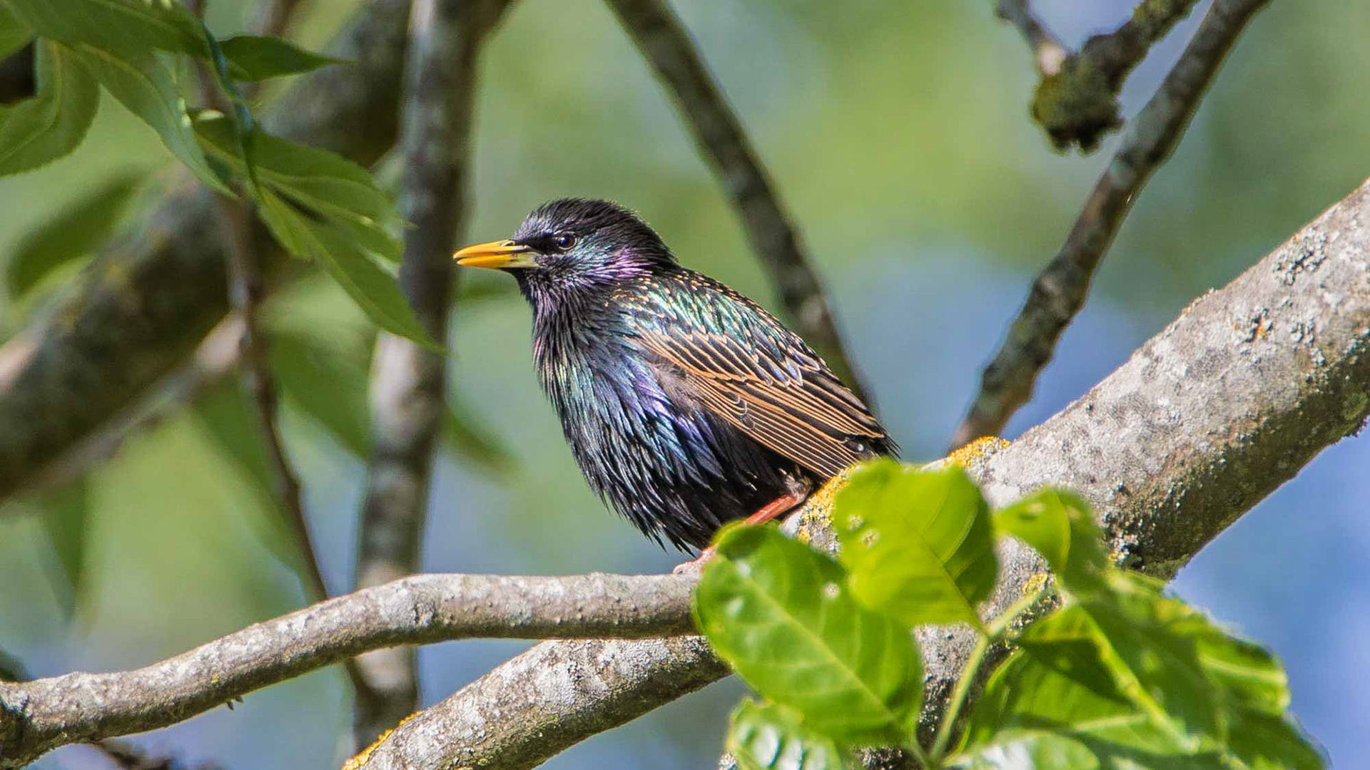 Etonnantes couleurs de l'Etourneau sansonnet - Clos Antoine Refuge LPO à Louveciennes
