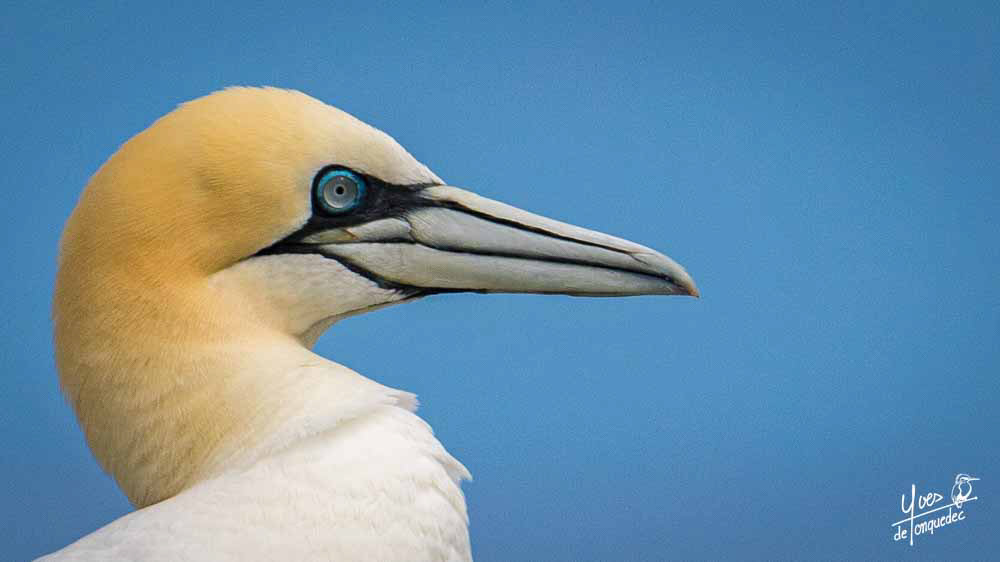 L'oeil du Fou de Bassan