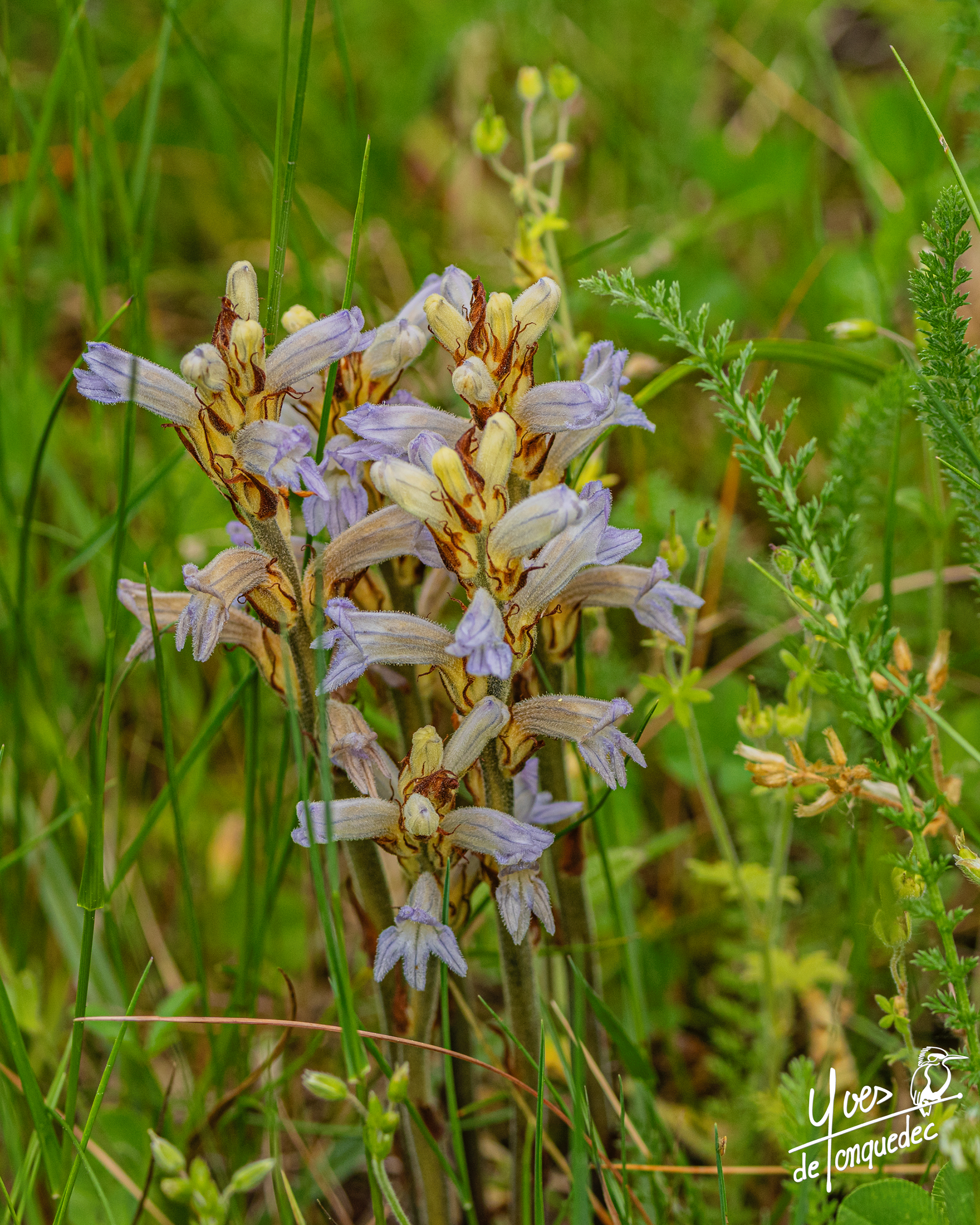 Orobanche du millefeuille