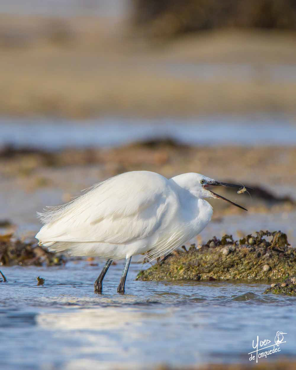 Pêche à la Crevette de l'Aigrette garzette - Baie Sainte Anne Trégastel le 2 janvier 2021
