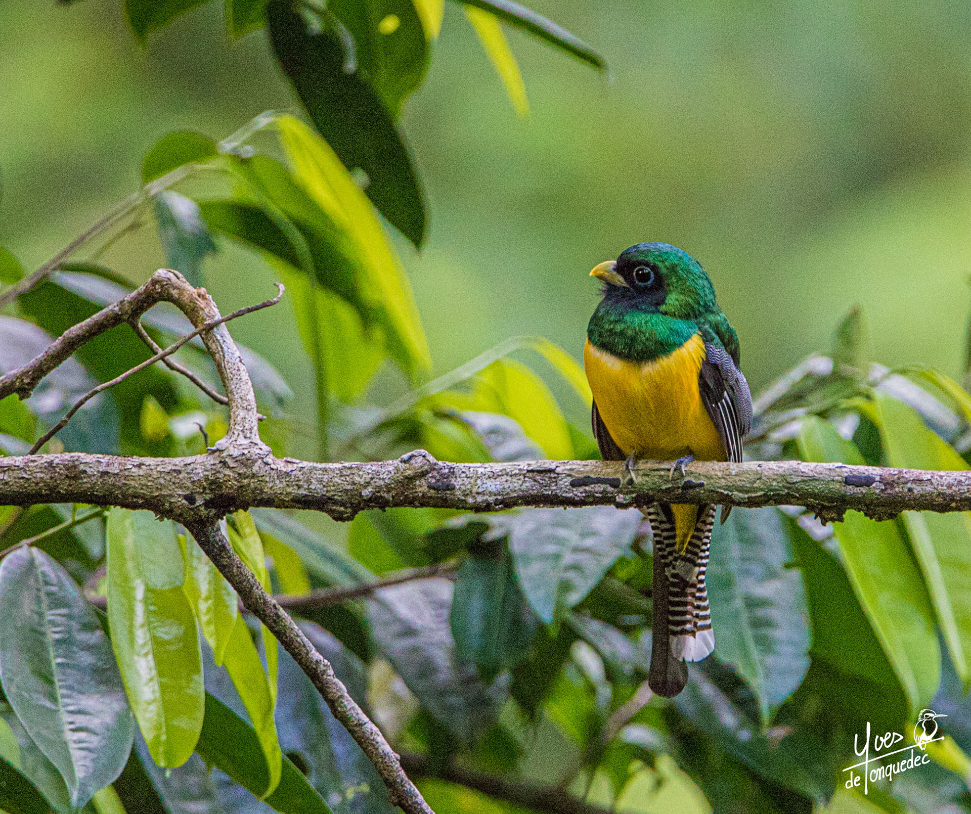 Un Trogon aurore dans le soir d'or