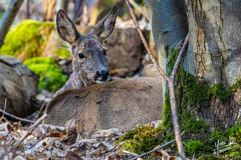La chevrette au calme dans le sous bois