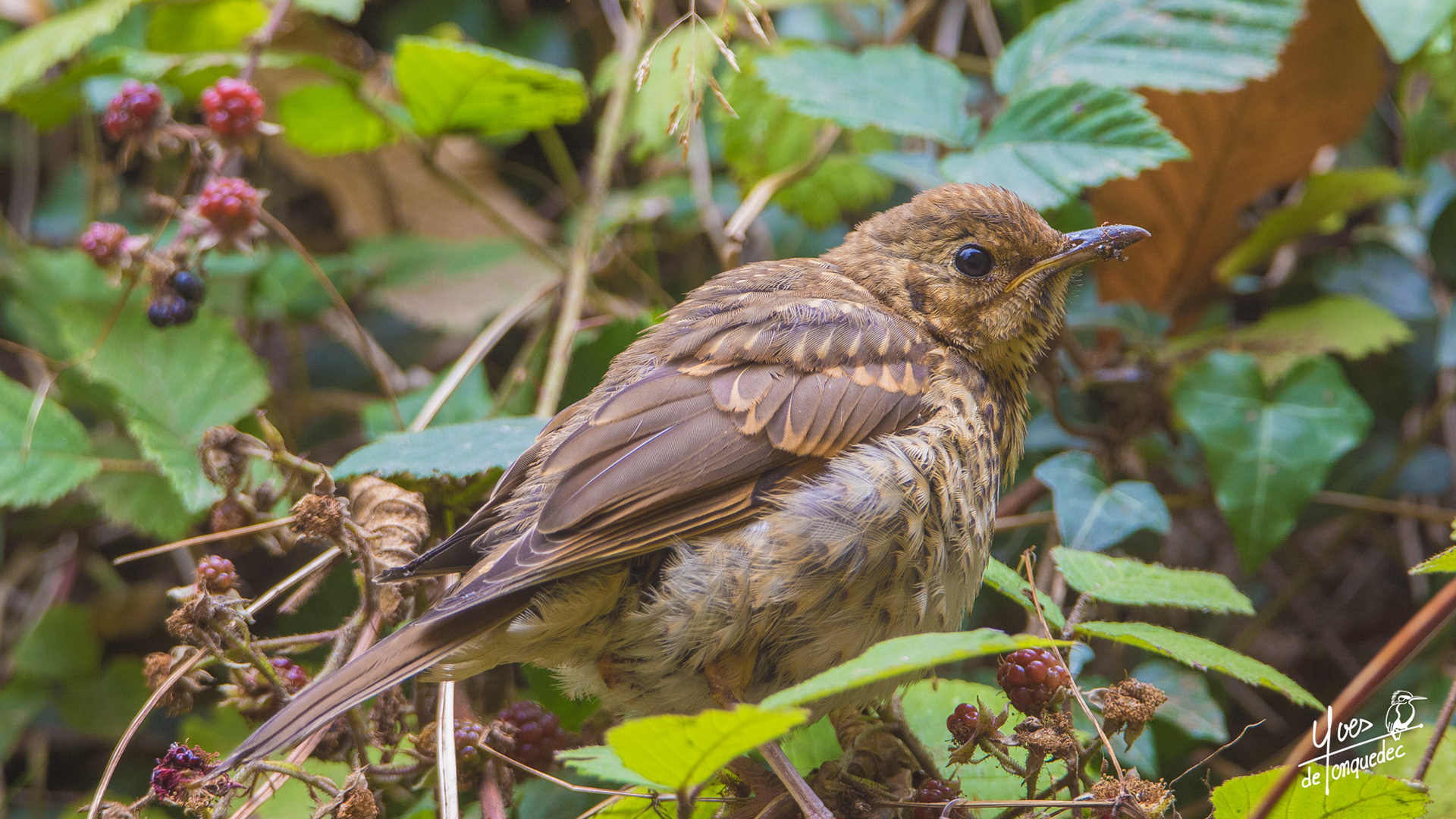 Une jeune Grive musicienne dans les mûres