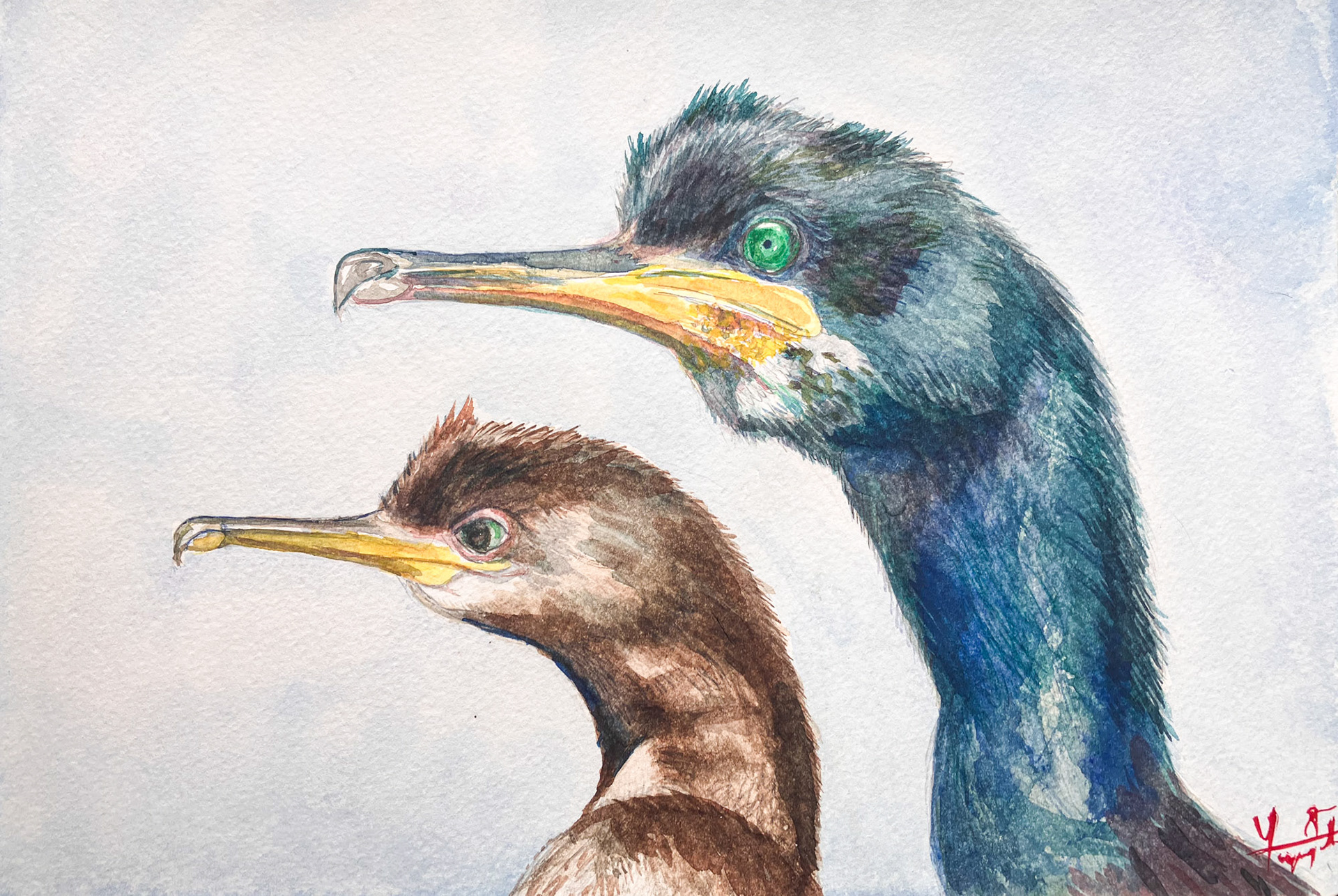 Le Cormoran huppé et son petit - Aquarelle 2023