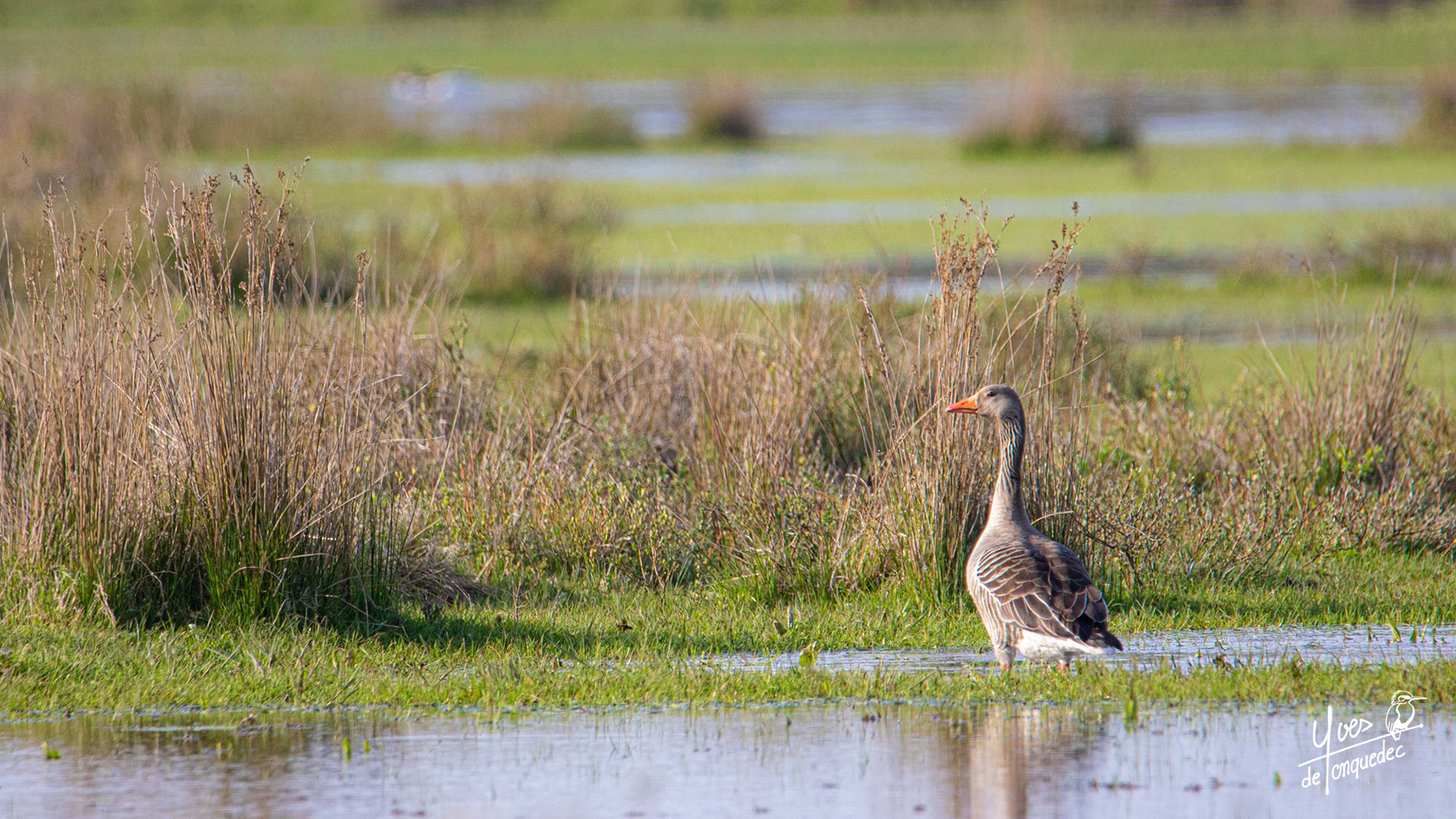 Aux aguets, l'Oie cendrée