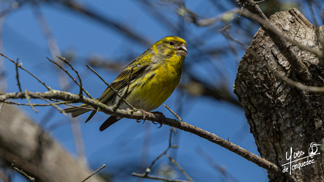 Au port de Landrelec, recherche de nid pour le Serin cini