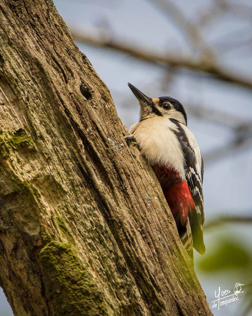 Le pic épeiche en mode discret