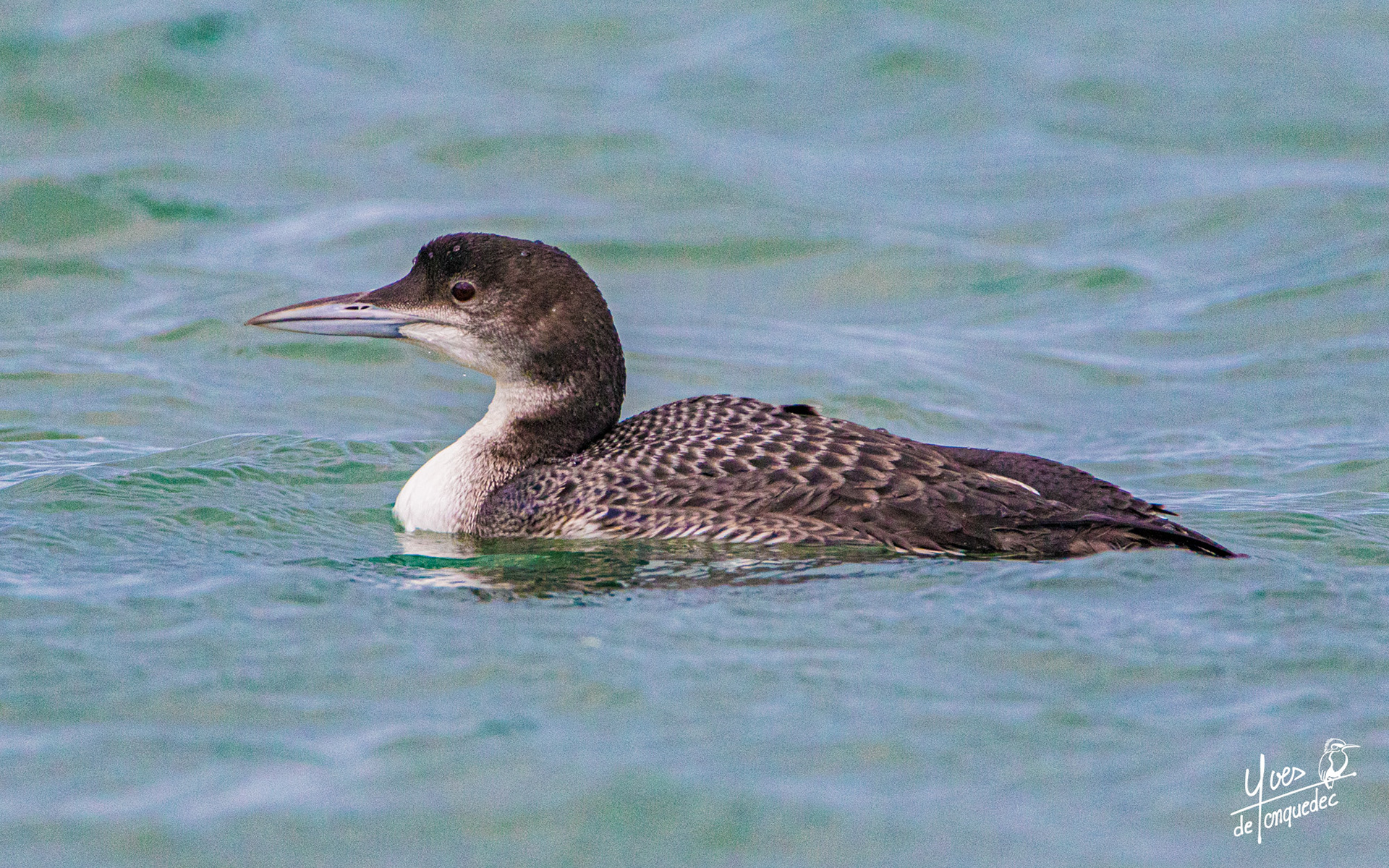 Le Plongeon imbrin dans les embruns